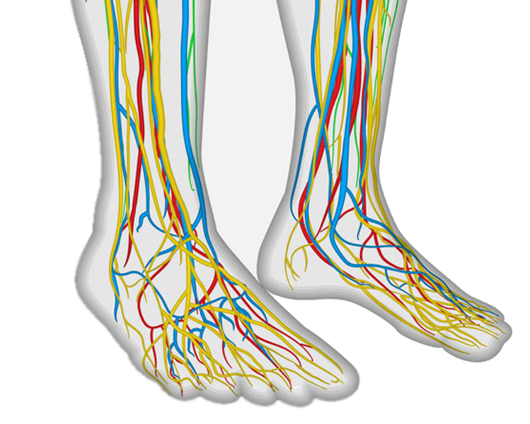 imagen vectorizada de unos pies con los nervios de las piernas de colores