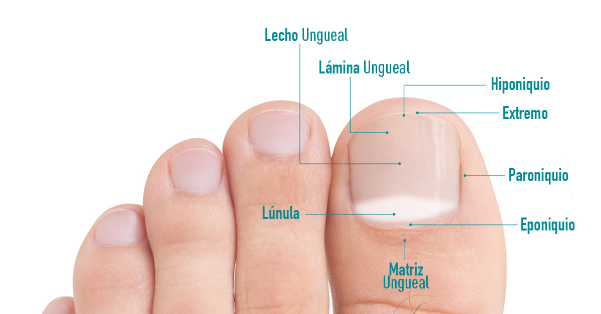 Las uñas los pies. Partes y de barrera protectora - Podoactiva. Líderes Podología