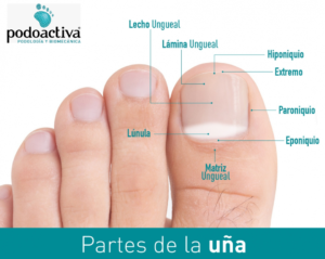 partes de la uña del pie
