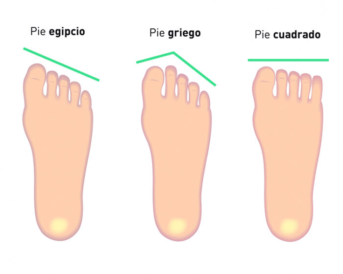 ¿Cómo se llaman los dedos de los pies?