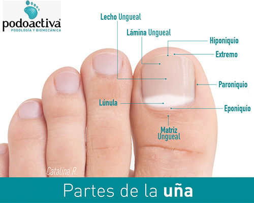 infografia dedo gordo partes de las uñas