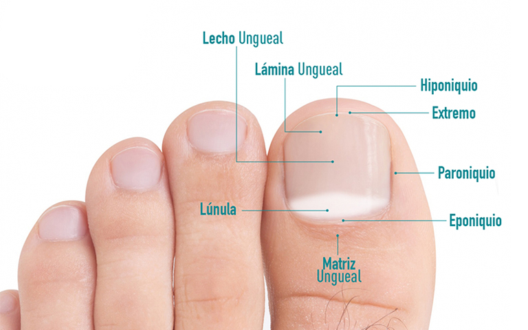 Las uñas de los pies. Partes y funciones de esta barrera protectora -  Podoactiva. Líderes en Podología