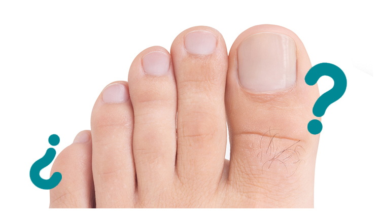 Pantera Haz un experimento Compatible con Cómo se llaman los dedos de los pies?