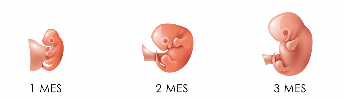 Bébé évolution 3 mois