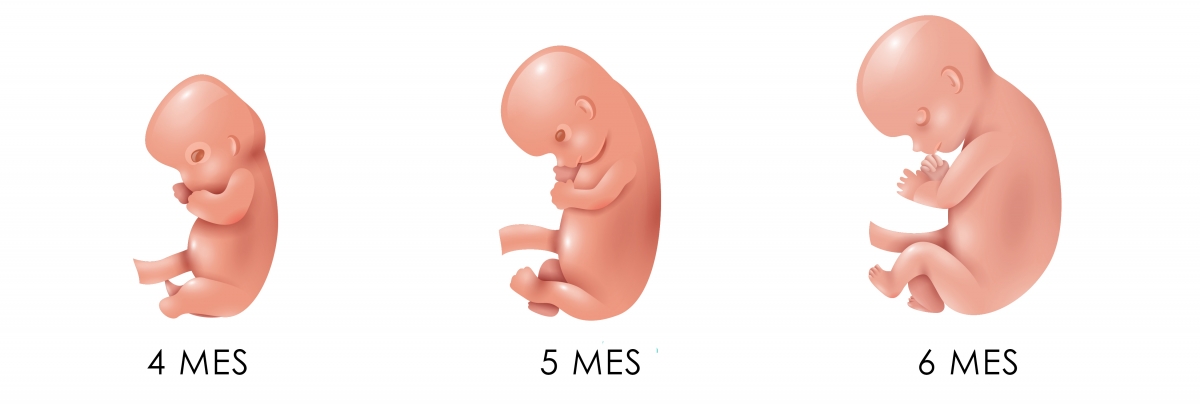 Bébé évolution 6 mois