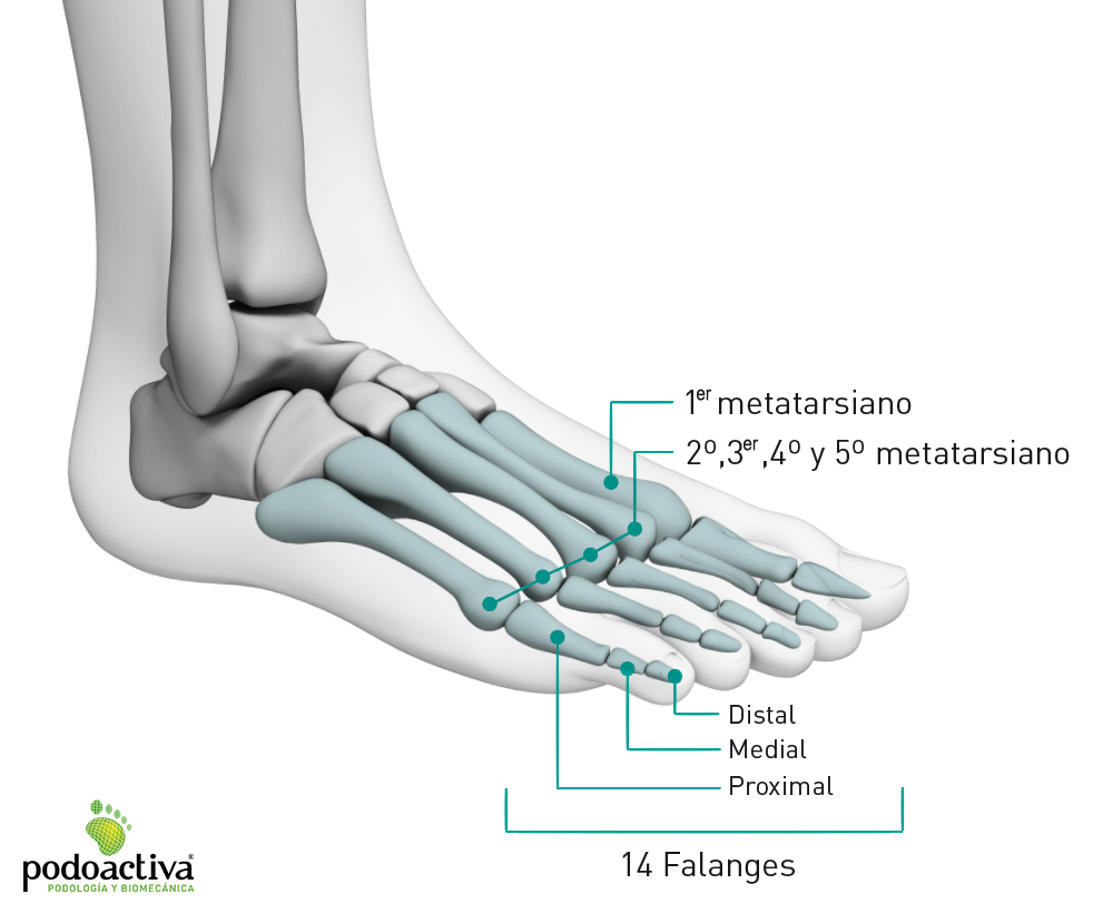 Nombres de los huesos de los dedos del pie