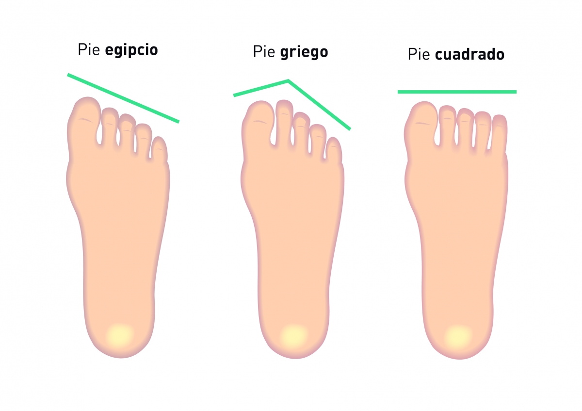 Tipos de setas en cataluña