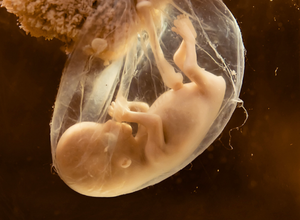 bébé embryon
