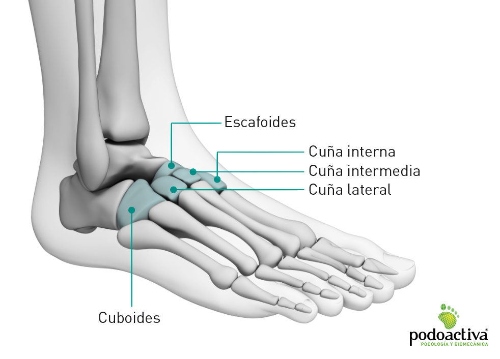 Imagen de nombres de los huesos del pie