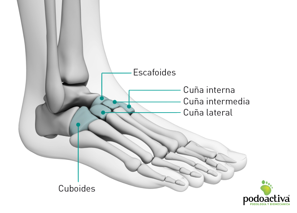 Huesos del pie. Nombres, partes y funciones de esta anatomía ósea