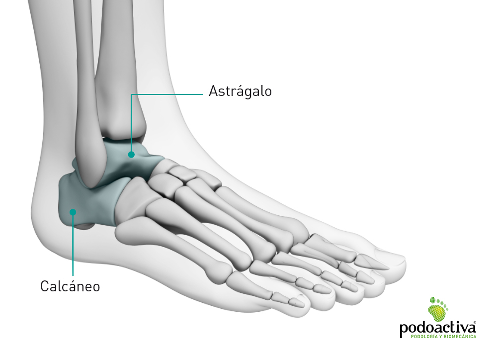 parte del pie humano