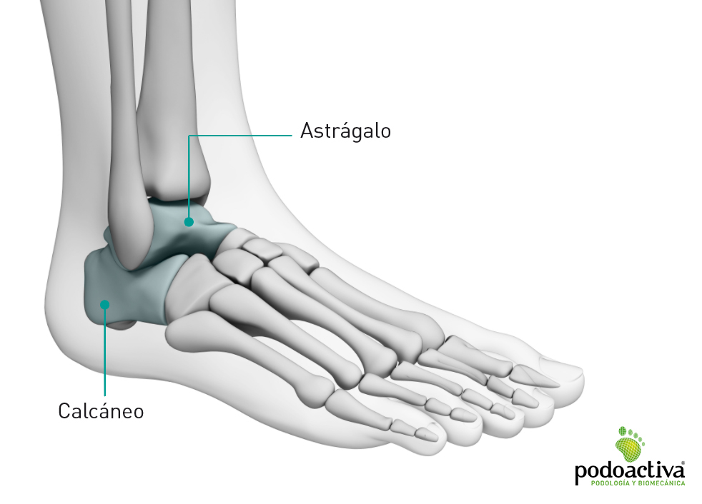 Pie con los huesos "calcáneo" y "astrálago" destacados