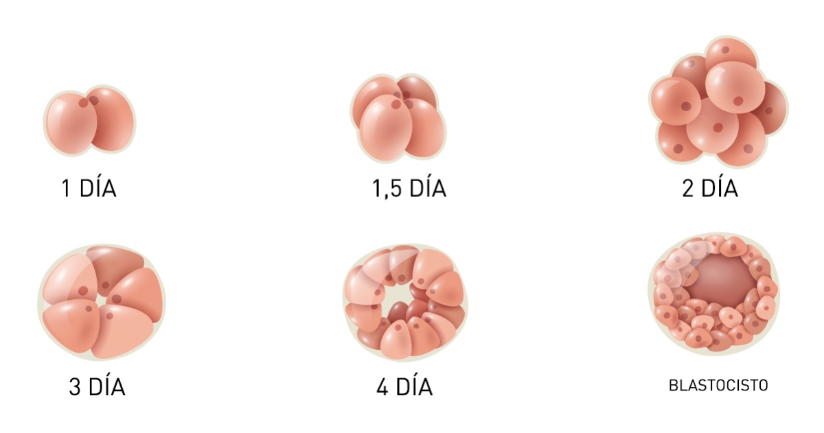 Semana 0 gestación