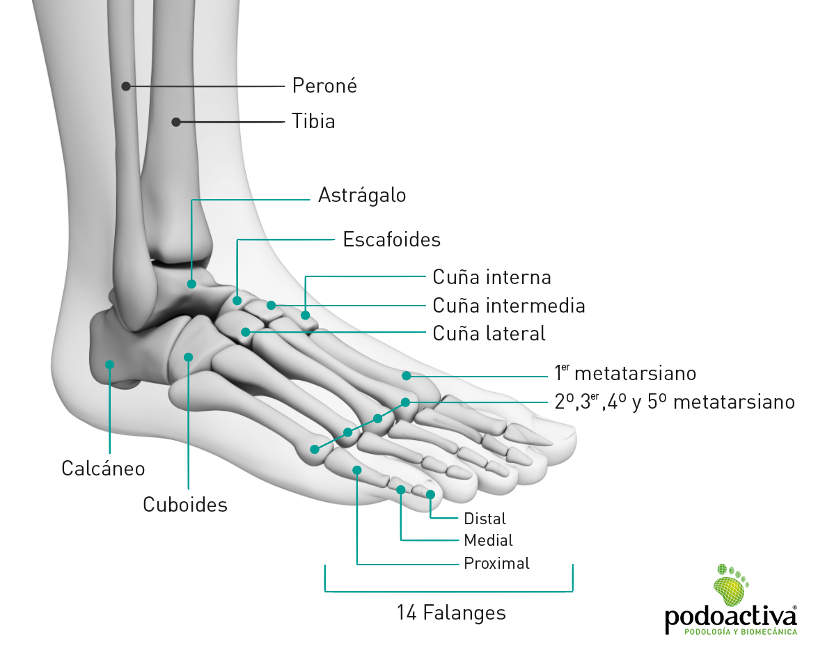 Infografía de los huesos del pie