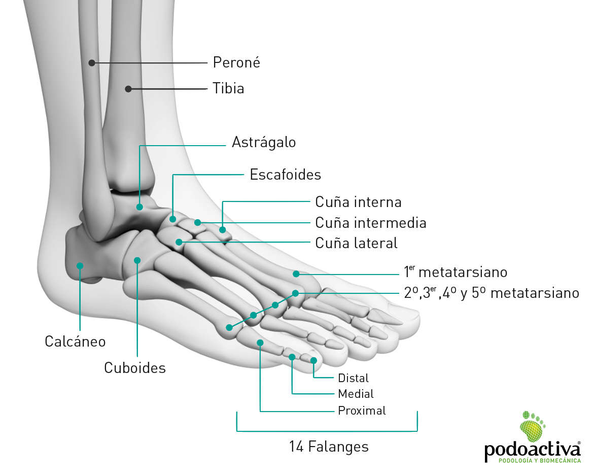 Los dedos del pie como se llaman